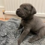 Exceptional Full Pedigree Cane Corso Puppie Black