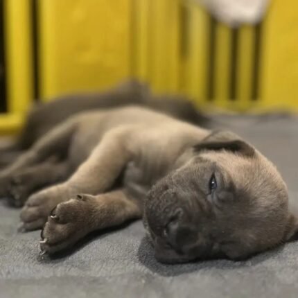 Exceptional Full Pedigree Cane Corso Puppie Brown