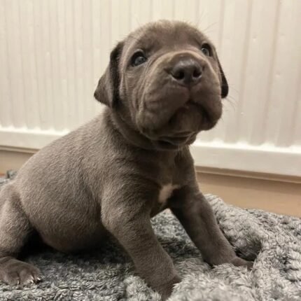 Exceptional Full Pedigree Cane Corso Puppie Black