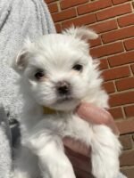 KC Korean Maltese boys for sale