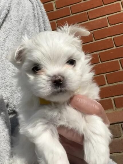 KC Korean Maltese boys for sale