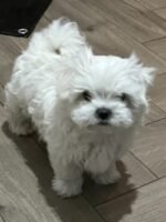 KC Korean Maltese boys for sale