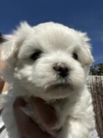 KC Korean Maltese boys for sale