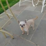 Lilac/Blue & Cream Tricolour Chihuahua Puppy