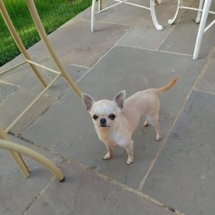 Lilac/Blue & Cream Tricolour Chihuahua Puppy
