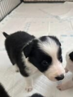 Long Haired Border Collie Puppy