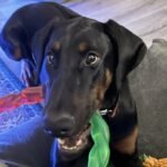Male Black and Rust Doberman