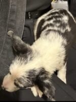 Merl / Black and White Border Collie Pups