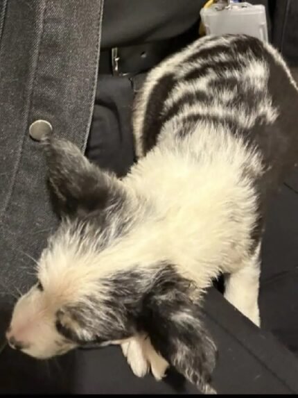 Merl / Black and White Border Collie Pups