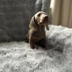 Miniature Dachshund