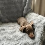 Miniature Dachshund