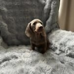 Miniature Dachshund
