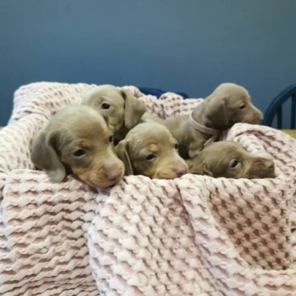 Miniature Dachsund pups