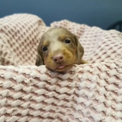 Miniature Dachsund pups