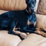 Miniature Dachsund pups Doberman