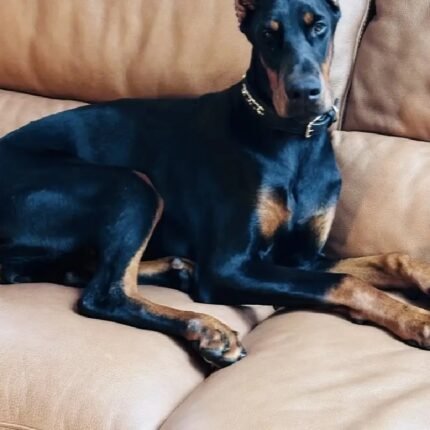 Miniature Dachsund pups Doberman