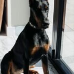 Miniature Dachsund pups Doberman