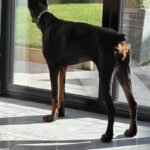 Miniature Dachsund pups Doberman