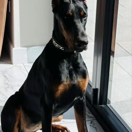 Miniature Dachsund pups Doberman