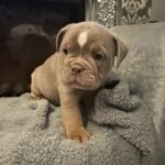 Olde Tyme Bulldog Brown