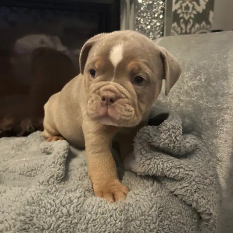 Olde Tyme Bulldog Brown Olde Tyme Bulldog Brown