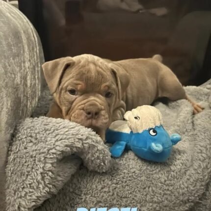 Olde Tyme Bulldog Brown