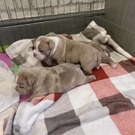 Pocket Bully Pups Absolutely Adorable Bulldog
