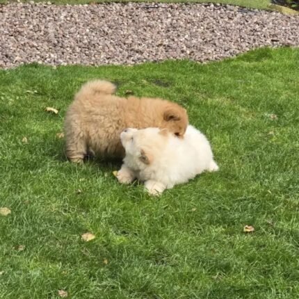 Quality KC Chow chow Puppie White