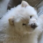 Quality KC Chow chow Puppie White