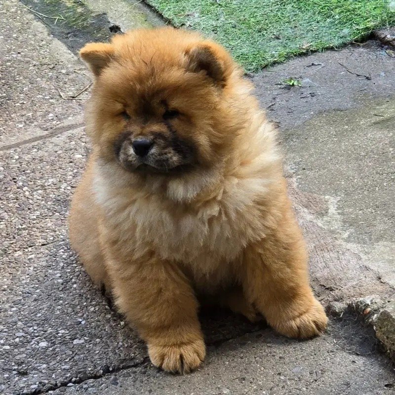Quality KC Chow chow Puppies Quality KC Chow chow Puppies
