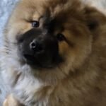 Quality KC Chow chow Puppies