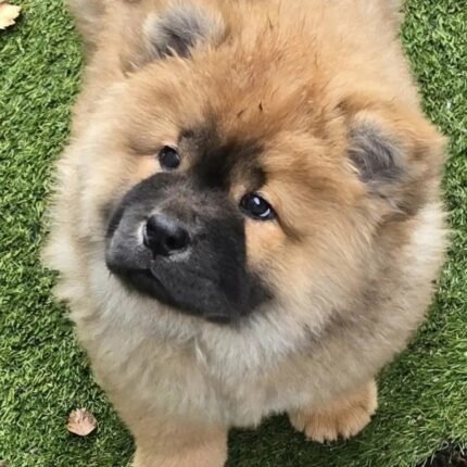 Quality KC Chow chow Puppies