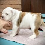 Quality Kc Standard Bulldog Puppy Available