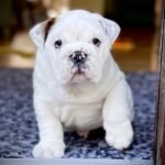 Quality Kc Standard Bulldog Puppy Available