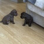 REDUCED**Sale 6 Chocolate Cocker Spaniel Puppies