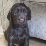 REDUCED**Sale 6 Chocolate Cocker Spaniel Puppies