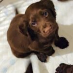 REDUCED**Sale 6 Chocolate Cocker Spaniel Puppies