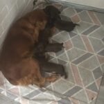REDUCED**Sale 6 Chocolate Cocker Spaniel Puppies