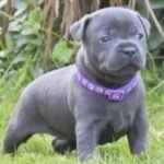 Staffordshire Bull Terrier Blue