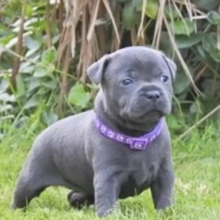 Staffordshire Bull Terrier Blue
