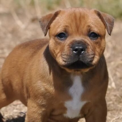 Staffordshire Bull Terrier Brown