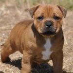 Staffordshire Bull Terrier Brown