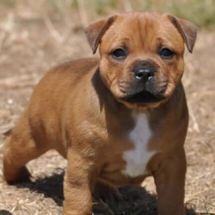 Staffordshire Bull Terrier Brown