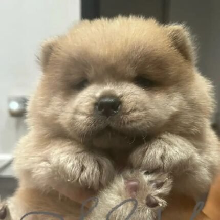 Stunning Chow Chow Puppies Brown