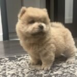 Stunning Chow Chow Puppies Brown