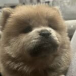 Stunning Chow Chow Puppies Brown