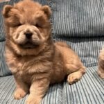Stunning Chow Chow Puppies Dark Brown
