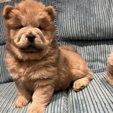 Stunning Chow Chow Puppies Dark Brown