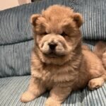 Stunning Chow Chow Puppies Dark Brown