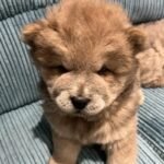 Stunning Chow Chow Puppies Dark Brown